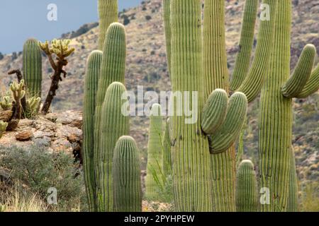 Saguaro lungo Tanque Verde Trail, Saguaro National Park-Rincon Mountain Unit, Arizona Foto Stock