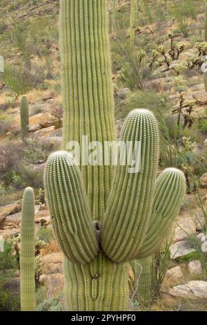 Saguaro lungo Tanque Verde Trail, Saguaro National Park-Rincon Mountain Unit, Arizona Foto Stock