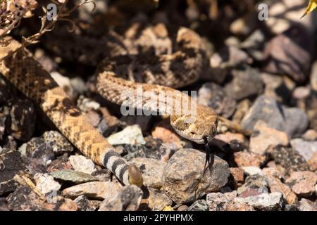 Western Diamond-backed Rattlesnake (Crotalus atrox), Organ Pipe Cactus National Monument, Arizona Foto Stock