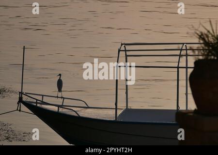 Uccello in silhouette arroccato sul bordo di una barca sul fiume Nilo ad Assuan, Egitto Foto Stock