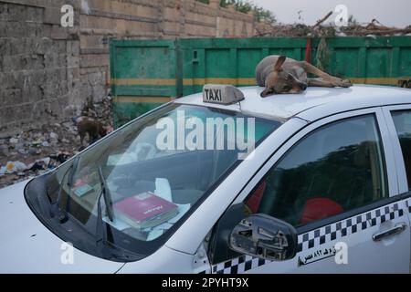 Cane randagio che dorme sul tetto di un taxi al Cairo Foto Stock