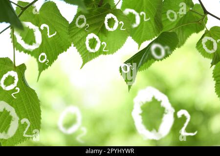 O2 molecole e primo piano dell'albero di tiglio con giovani foglie verdi fresche. Concetto di rilascio di ossigeno Foto Stock