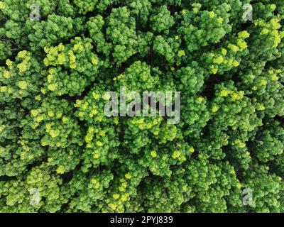 Vista aerea dall'alto della foresta di gomma. Vista drone di fitta verde alberi di gomma giardino cattura CO2. Verde alberi sfondo per la neutralità del carbonio e zero netto Foto Stock