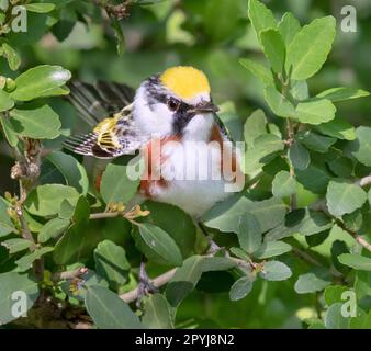 Il castagno-laterale Warbler (Setophaga pensylvanica) Foto Stock