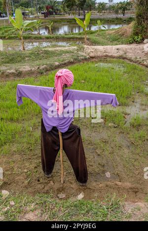 Lo Spaventapasseri instancabilmente si erge a guardia del campo in un giorno nuvoloso. Foto Stock