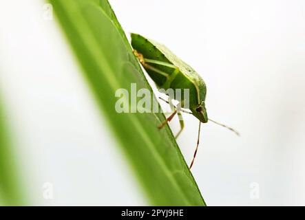 Karlsruhe, Germania. 21st Apr, 2023. Un insetto di riso verde vivo (Nezara viridula), fotografato presso il Centro di tecnologia agricola Augustenberg (LTZ). Credit: Uli Deck/dpa/Alamy Live News Foto Stock