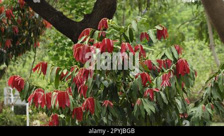 albero di cannella in un giardino Foto Stock