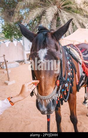 Una mano di ragazze giovani con maestoso cavallo arabo vicino stalla Foto Stock