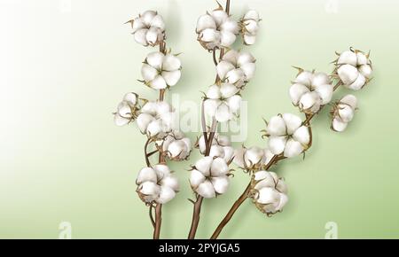 Rami di cotone realistici con fiori, bei gambi con fiori bianchi isolati su sfondo verde, spugnole mature in fibra morbida naturale con morbido elemento texturedesign 3D vettore illustrazione clipart Illustrazione Vettoriale