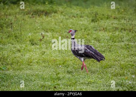 Bellissimo Southern Screamer su un lussureggiante prato verde, Pantanal Wetlands, Mato Grosso, Brasile Foto Stock