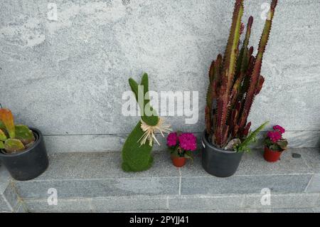 Los Angeles, California, USA 1st maggio 2023 tomba dell'attore Mickey Rooney al cimitero di Hollywood Forever il 1 maggio 2023 a Los Angeles, California, USA. Foto di Barry King/Alamy Stock Photo Foto Stock