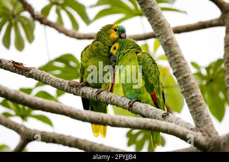 Primo piano di una bella coppia di paracadutismi con corona blu, arroccati insieme su un ramo d'albero, Pantanal Wetlands, Mato Grosso, Brasile Foto Stock