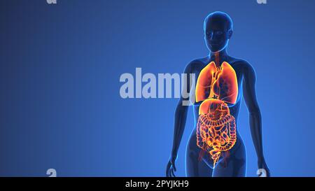 Anatomia degli organi interni femminili nel corpo umano, concetto medico Foto Stock