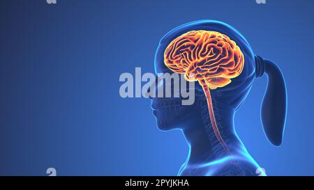 Anatomia del cervello umano all'interno del corpo Foto Stock