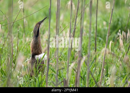 Adulto americano Bittern (Botaurus lentiginosus) in palude con testa rialzata, collo esteso e mostra pennacchi bianchi, Bob Heirman Wildlife Park al Th Foto Stock