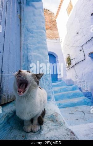 Gato en onu callejon azul, Chefchauen, -Chauen-, Marruecos, norte de Africa, continente africano Foto Stock