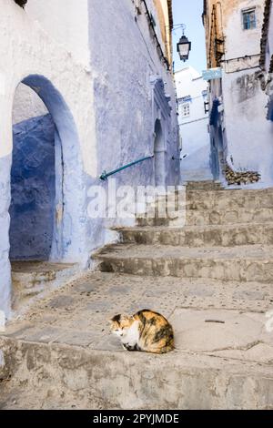 Gato en onu callejon azul, Chefchauen, -Chauen-, Marruecos, norte de Africa, continente africano Foto Stock