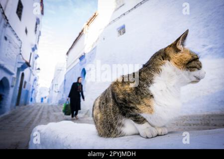 Gato en onu callejon azul, Chefchauen, -Chauen-, Marruecos, norte de Africa, continente africano Foto Stock