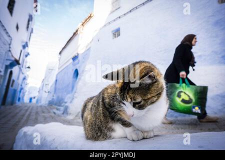 Gato en onu callejon azul, Chefchauen, -Chauen-, Marruecos, norte de Africa, continente africano Foto Stock