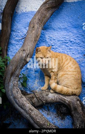 Gato en onu callejon azul, Chefchauen, -Chauen-, Marruecos, norte de Africa, continente africano Foto Stock