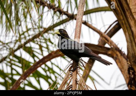 Cacique rosso-rumped arroccato su una palma, cascate di Iguazu, Argentina Foto Stock