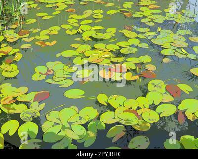 Foglie di ninfee, note come coppette di ninfee. Grandi foglie di una pianta acquatica incrinate e gialle sulla superficie di uno stagno o di una palude. Ninfea, o Nymphaeaceae Nymphaean - famiglia di piante da fiore Foto Stock