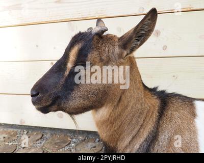 una capra marrone con macchie bianche, corna piccole e occhi semichiusi. Animale da zoo Foto Stock