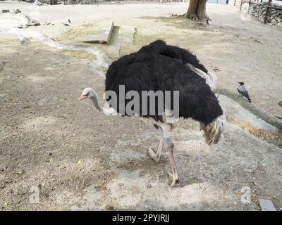 Struzzo Masai africano. Uno struzzo con le ali di piume nere e il collo grigio è alla ricerca di qualcosa di commestibile sulla sabbia Foto Stock