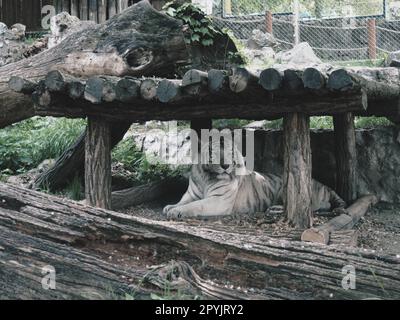 Tigre del Bengala, Panthera tigris o Panthera tigris bengalensis. Mutazione albino - tigre bianca. L'animale sta riposando nello zoo. La tigre tiene la testa con orgoglio. Ritratto di una tigre reale del Bengala Foto Stock