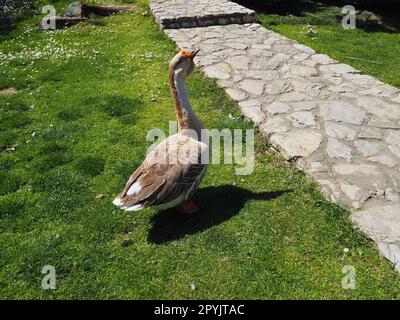 Goose sul prato. Uccello adulto sull'erba in estate. Allevamento all’aperto di pollame. Pollame e agricoltura. Stanisici, Bijelina, Bosnia ed Erzegovina. Foto Stock