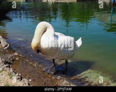 Cigno bianco sulla riva del serbatoio. Un uccello vicino all'acqua sta pulendo le sue piume. Stanisici, Bijelina, Bosnia ed Erzegovina, uno zoo in un villaggio etno. Fauna europea Foto Stock