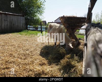 La capra domestica è Capra hircus, una specie di artiodattili del genere Capra caprini di montagna della famiglia bovina. La capra si erge sui suoi zoccoli posteriori e mangia fieno su una recinzione di legno. Agricoltura. Foto Stock