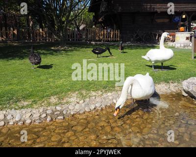 Cigni bianchi e neri sulla riva del serbatoio. Gli uccelli vicino all'acqua stanno pulendo le loro piume. Stanisici, Bijelina, Bosnia ed Erzegovina, uno zoo in un villaggio etno. Fauna europea Foto Stock