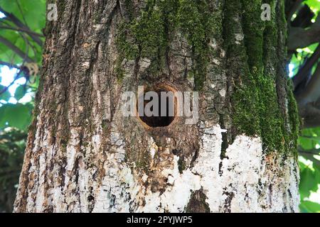 Una cavità scavata dal becco di un picchio. Un buco rotondo nella corteccia e cambium di un grande vecchio albero da frutto nel giardino. Muschio verde e lime bianco sulla corteccia. Giardinaggio rangering ornitologia. Foto Stock