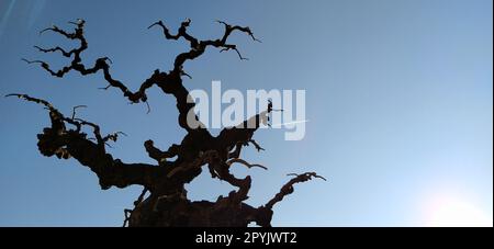 Sagoma di un albero senza foglie su uno sfondo di cielo blu, raggi del sole e un aereo volante. Un cielo limpido mostra una traccia di carburante per jet sotto forma di striscia bianca. Bonsai a Kalemegdan, Belgrado, Serbia Foto Stock