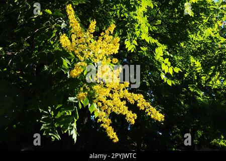 La Koelreuteria paniculata è una specie di pianta da fiore della famiglia Sapindaceae. Un albero che fiorisce con fiori gialli. Albero di Goldenrain, orgoglio dell'India, albero della Cina e albero della vernice. Foto Stock