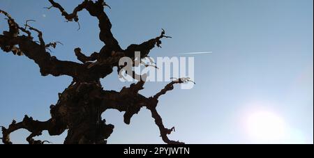 Sagoma di un albero senza foglie su uno sfondo di cielo blu, raggi del sole e un aereo volante. Un cielo limpido mostra una traccia di carburante per jet sotto forma di striscia bianca. Bonsai a Kalemegdan, Belgrado, Serbia Foto Stock