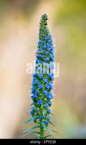 Echium candele orgoglio di Madeira fiore blu Spike con un fondo naturale verde sfocato vegetazione Foto Stock