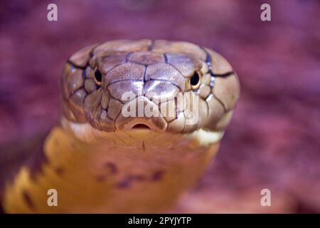 Cobra reale (Phiophagus hannah) Foto Stock