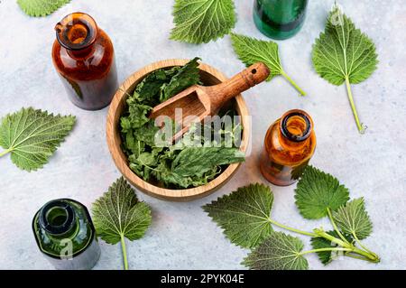 Ortica fresca e secca, erboristeria Foto Stock