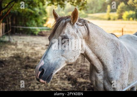 Cavallo arabo bianco macchiato in piedi sul terreno agricolo, prato sfocato e sfondo della foresta, primo piano particolare della testa dell'animale Foto Stock