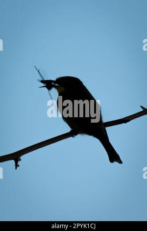 Piccolo ape-eater che tiene la libellula silhouette contro il cielo Foto Stock