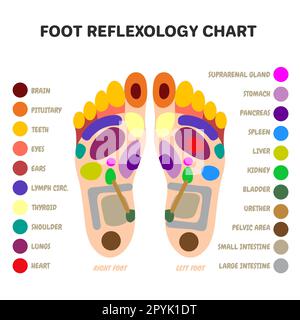 Riflessologia plantare punti massaggio. Agopuntura e punti di agoppressione terapia piedi Medicina alternativa. zone di organi interni Foto Stock