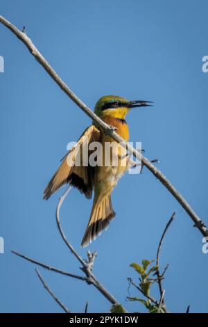 Il piccolo apee-eater atterra sul ramo che tiene insetto Foto Stock