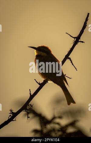 Piccolo bee-eater sul ramo silhouette contro il cielo Foto Stock