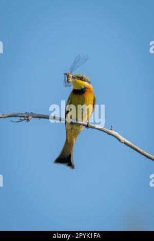 Piccolo ape-mangiatore sul ramo con libellula morta Foto Stock