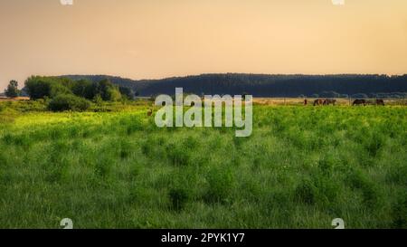 Cervi e cavalli che pascolano su un campo verde la mattina presto Foto Stock