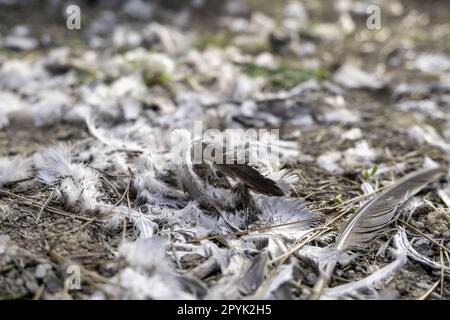 Piume di piccione nella foresta Foto Stock