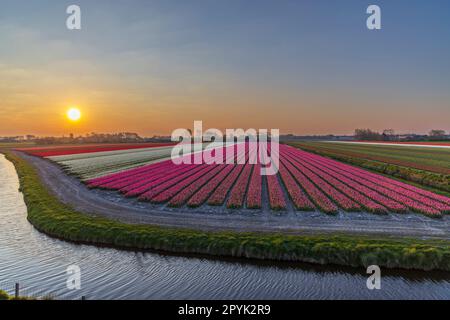 Campo di tulipani vicino ad Alkmaar, Paesi Bassi Foto Stock