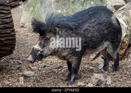 Raro suino visayano verruche, Sus cebifrons negrinus Foto Stock